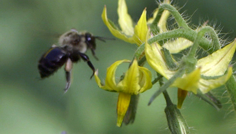 Bushel Boy - Pollinated Bee