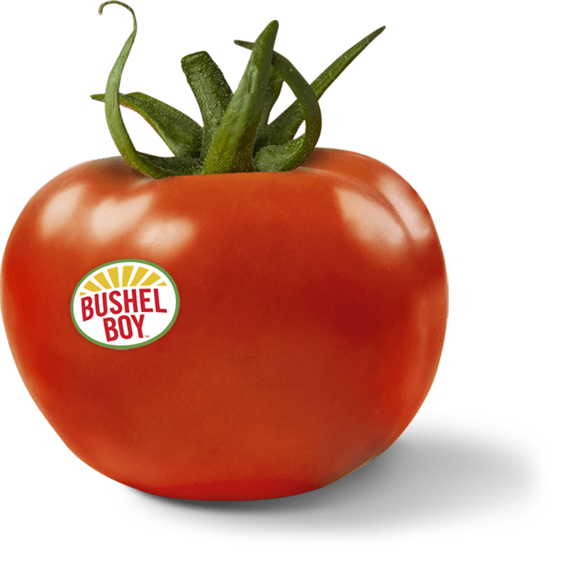 Tomato